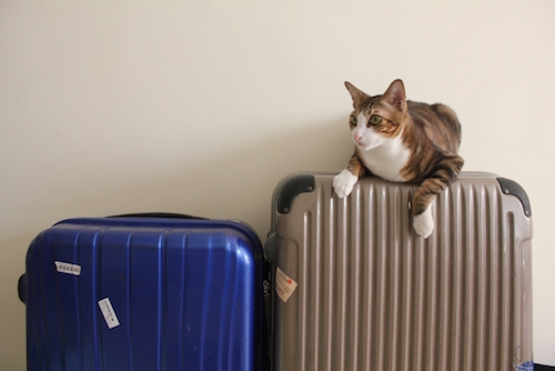 家にある大きいスーツケースが邪魔！活用・利用方法
